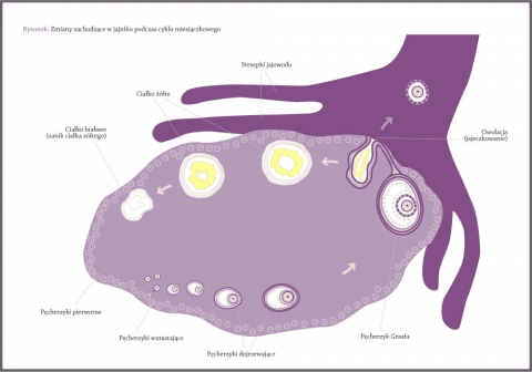 Zmiany zachodzące w jajniku podczas cyklu miesiączkowego, Cykl owulacyjny, Dojrzewanie pęcherzyków jajnikowych, Pęcherzyk Graafa, Owulacja, uwolnienie komórki jajowej, Funkcja ciałka żółtego.