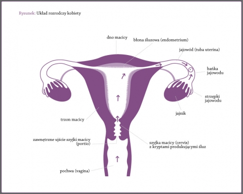 Układ rozrodczy kobiety, macica, pochwa, jajniki, jajowody, szyjka macicy, endometrium