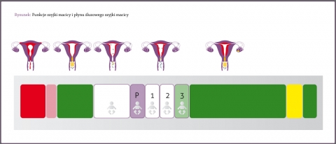 Funkcje szyjki macicy i śluzu szyjki macicy, miesiączka, dni niepłodności przedowulacyjnej, dni płodne i owulacja, okres niepłodności poowulacyjnej