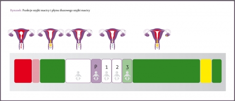 Functions of cervix and cervical mucus, menstruation, infertile days before ovulation, fertile days and ovulation, infertile days after ovulation