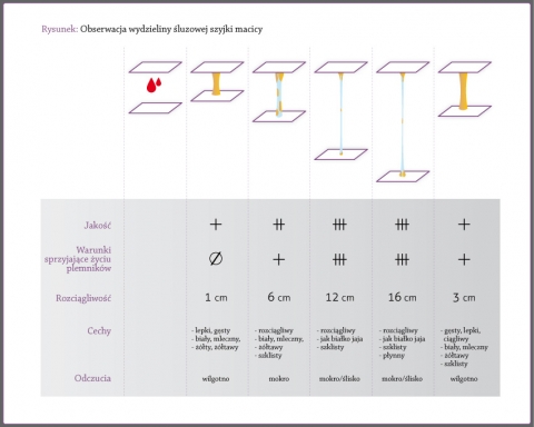 Obserwacje wydzieliny sluzowej szyjki macicy, cechy śluzu a warunki sprzyjające życiu plemników