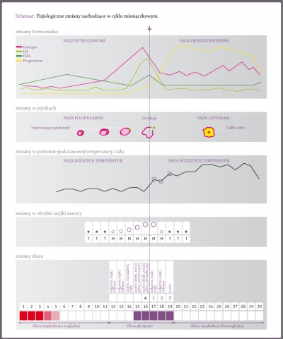 Fizjologiczne zmiany zachodzące w cyklu miesiączkowym, zmiany hormonalne, zmiany w jajnikach, dojrzewanie pęcherzyków jajnikowych, zmiany w poziomie podstawowej temperatury ciała, zmiany w szyjce macicy, zmiany śluzu, okres płodności i okresy niepłodności