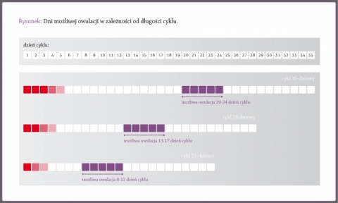 ovulation, days of possible ovulation depending on the lenght of a menstrual cycle