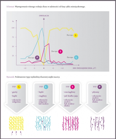 Different types of cervical mucus in particular phases of a menstrual cycle, Types of cervical mucus: G, L, S and P